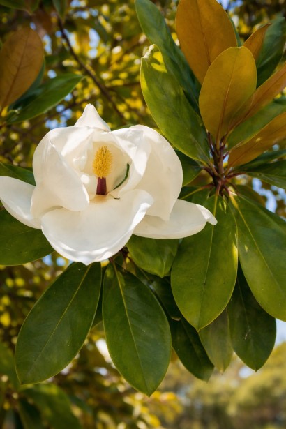 Магнолія Альта